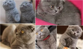 Scottish Fold Nasıl Bir Kedidir Özellikleri ve Bakımı