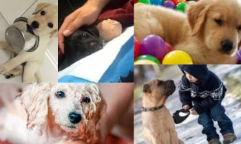 Köpek Maması Alırken Nelere Dikkat Etmeliyim?